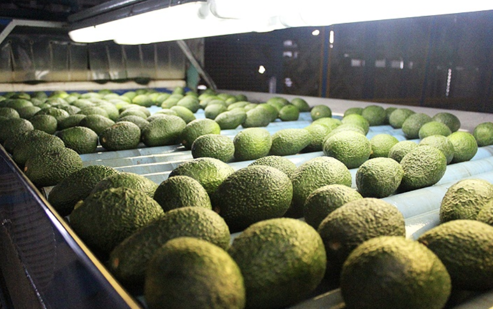 avocados industry