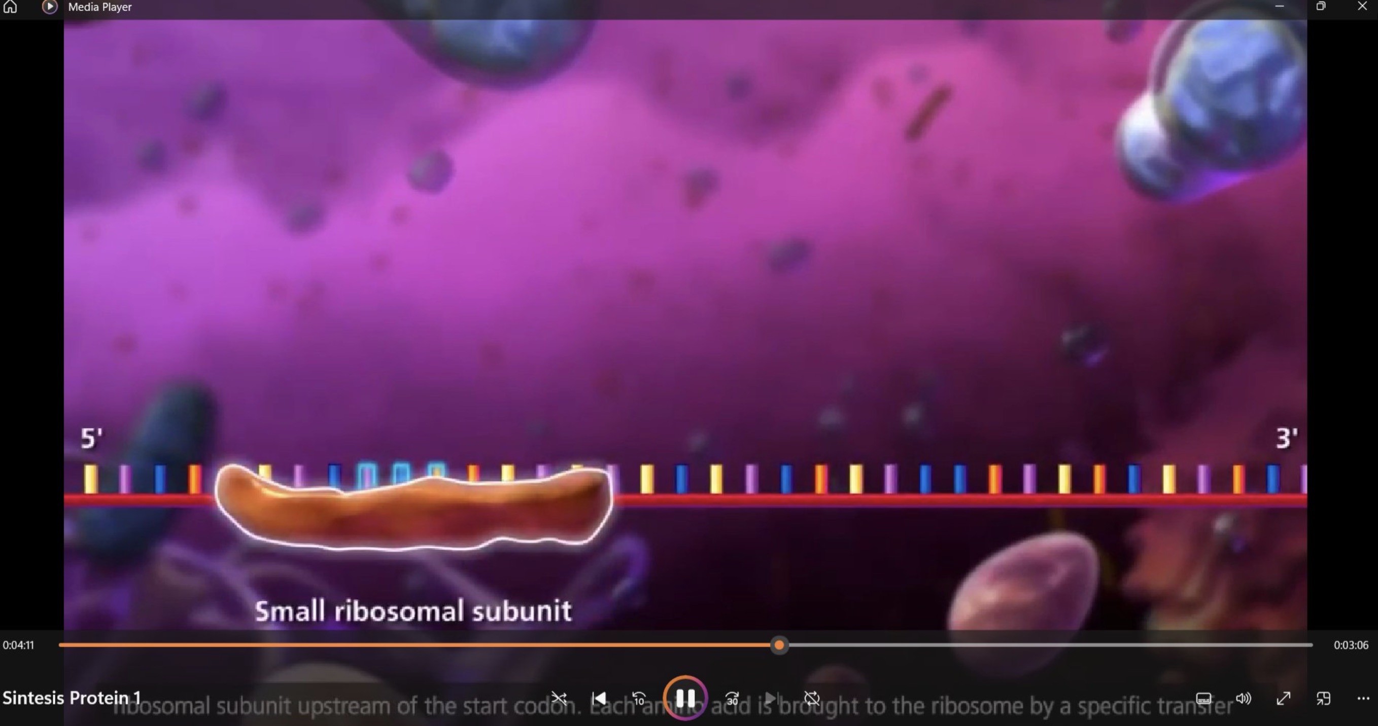 screenshot - G Media Player 5' Small ribosomal subunit I g 3' Sintesis Protein Josomal subunit upstream of the start codon. Each can add is brought to the ribosome by a specific transfer 11 06 Pr 9