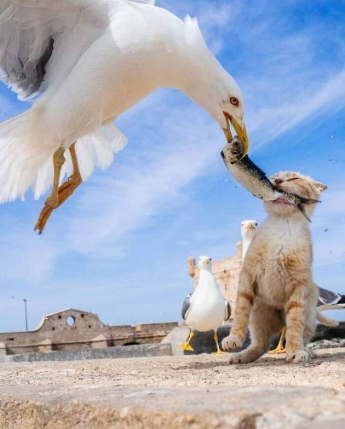 A battle of the food chain witnessed firsthand. 