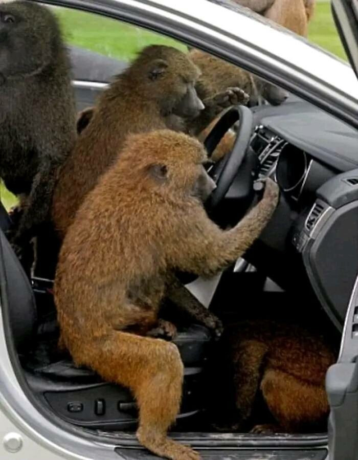 911? Help I'm being car-jacked by some monkeys... YES MONKEYS!