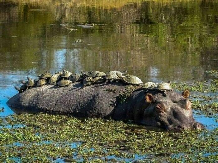 Tell the turtles their uber is here.