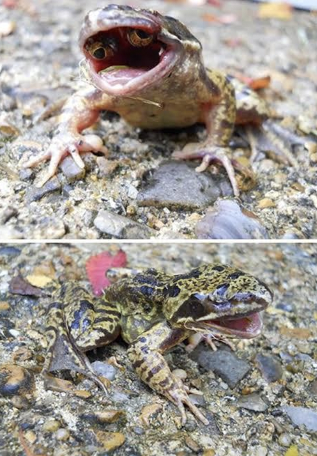 frog with eyes in mouth