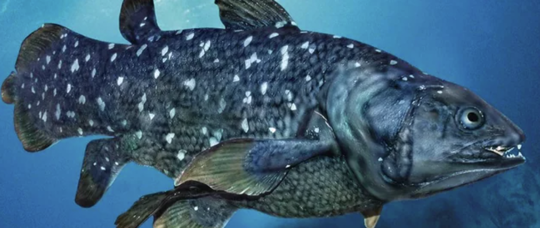 Coelacanth