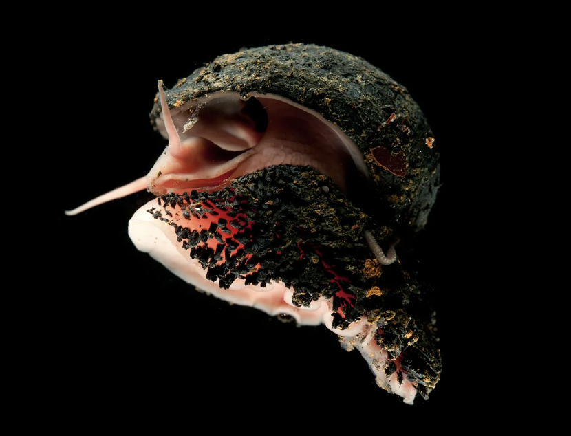 deep sea snail