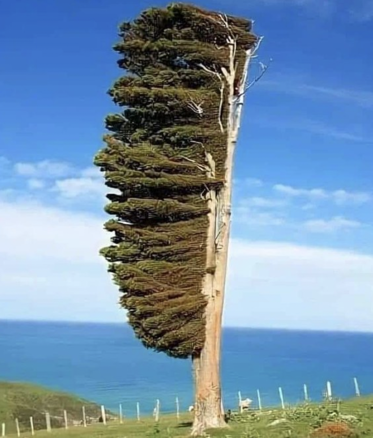 trees in new zealand that grow sideways