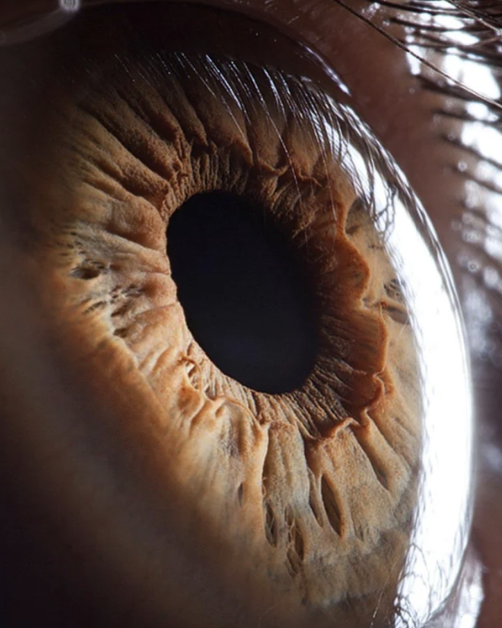 A human eye and pupil up close. 