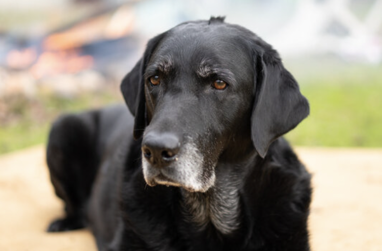 Yesterday afternoon my elderly lab passed away in his sleep. It wasn't entirely a surprise, but we thought we'd have a few more days. He was in his comfy bed and as is common, had released his bowels upon passing. Being a holiday, our only option was to bury him in our yard. We wrapped him in a blanket and my husband started digging. I went to put his soiled bed in the trash, which is behind a bush on the north side of the house. <br><br>My "neighbor" on that side doesn't live in the house. He just bought it as an investment property and has been slowly renovating it and tends to be around on weekends and holidays. He's an unpleasant old goat, and I'll just leave it at that. He saw me putting it in the trash and said, "Don't you teach those dogs not to go in the house?" I said, "Well, my husband is digging his grave right now, so we'll just have to let it slide." He did immediately apologize, but gah, not what I needed to hear at the time.