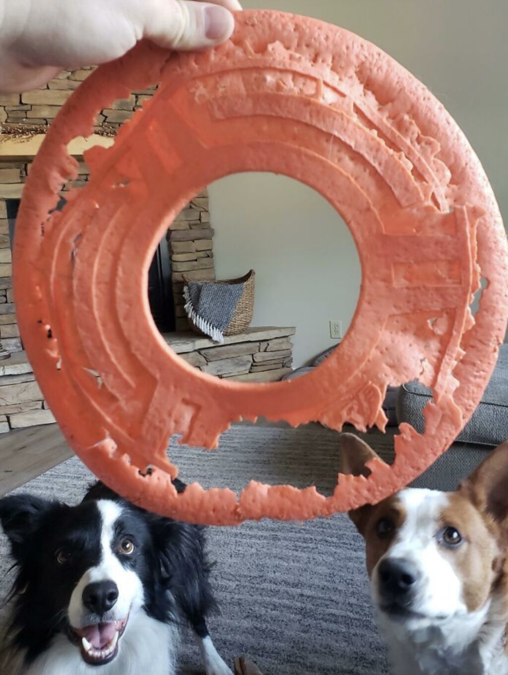 I wonder if these doggos enjoyed this frisbee toy?