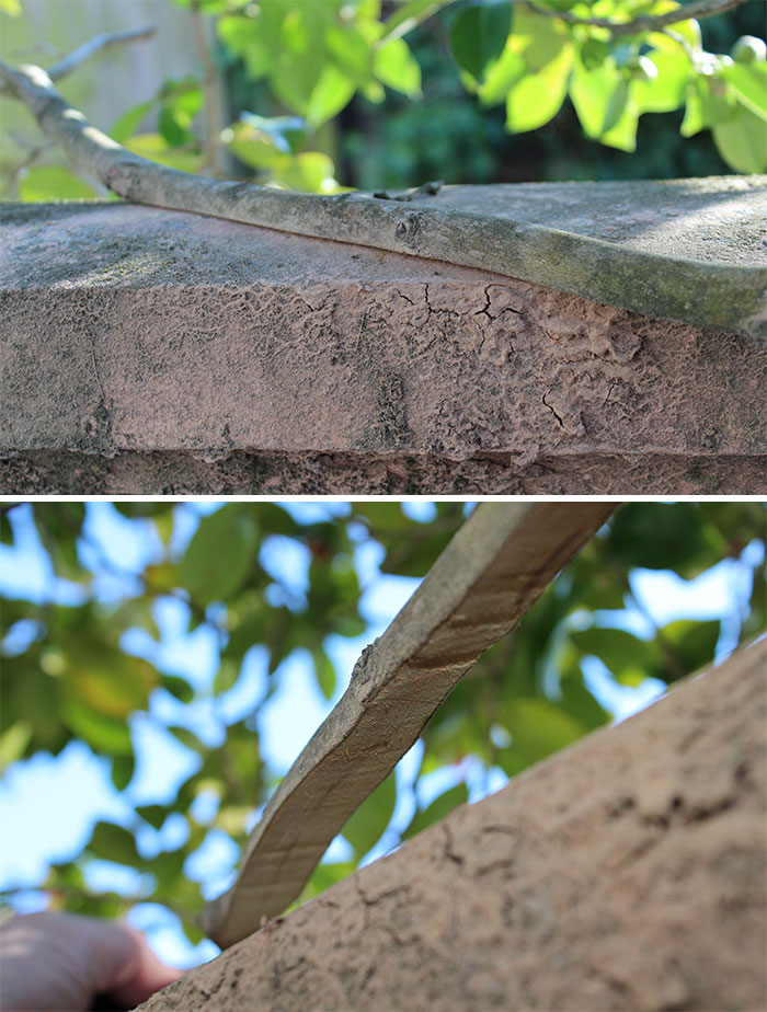 This tree branch grew across the top of a cement wall and has worn down to a smooth underside over time.