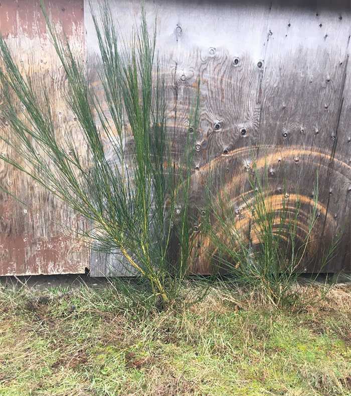 The wind has blown this tree sapling so much it has worn down the dirt and grime off of the fence behind it.