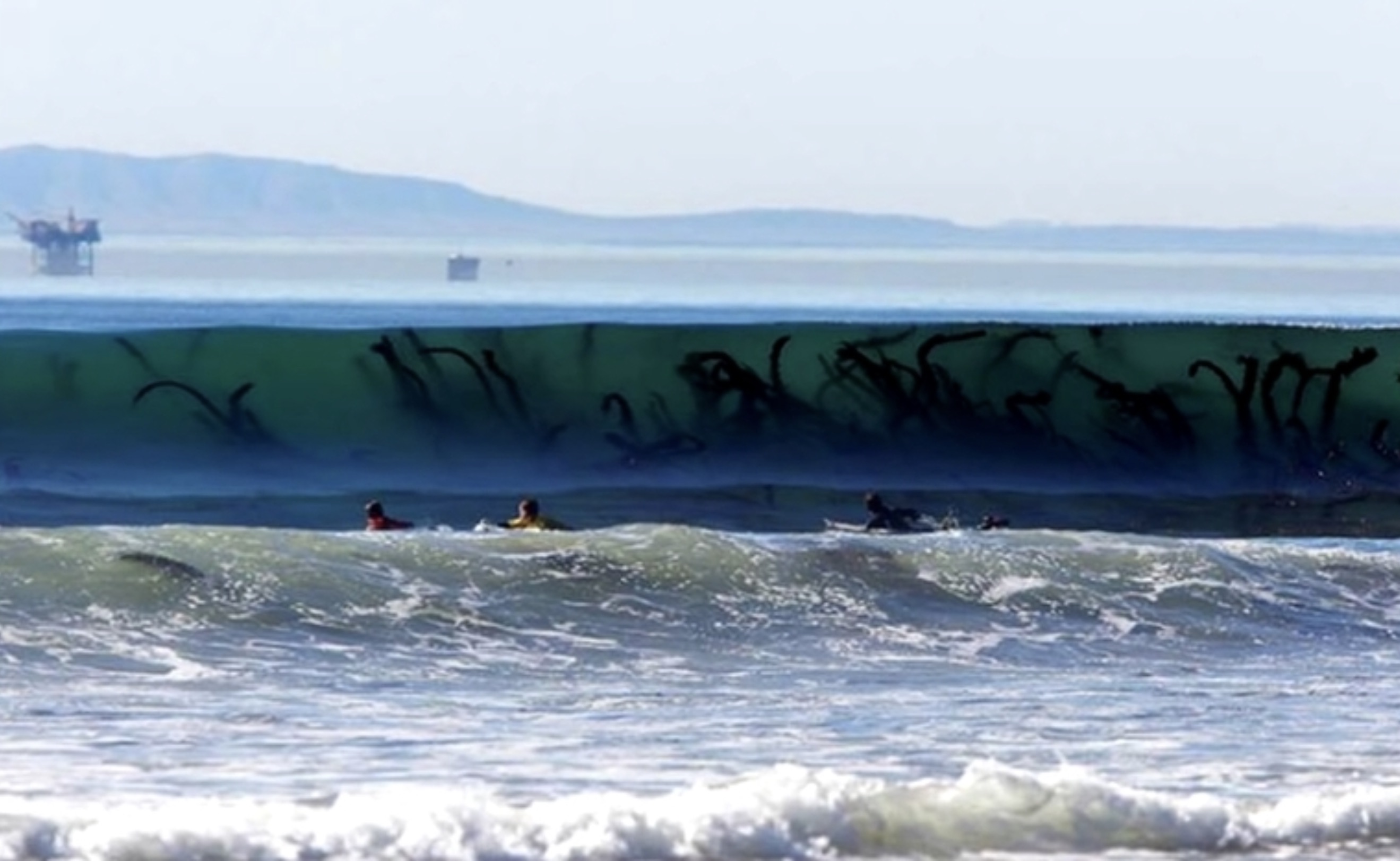 seaweed in the waves