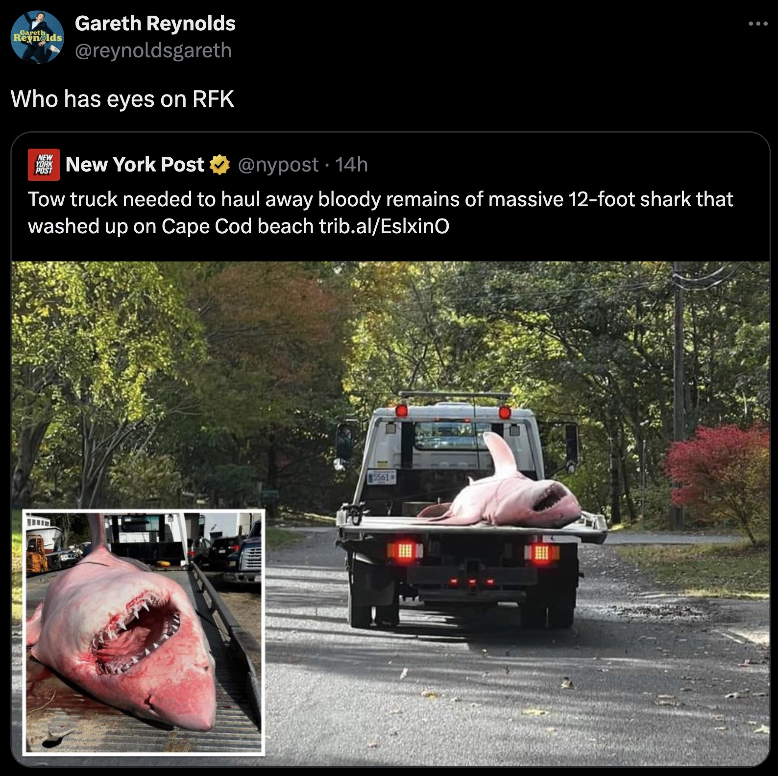 freeway - Gareth Reynolds Who has eyes on Rfk New York Post 14h Tow truck needed to haul away bloody remains of massive 12foot shark that washed up on Cape Cod beach trib.alEslxinO