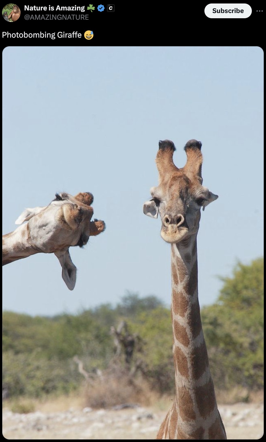 happy wednesday animals - Nature is Amazing Photobombing Giraffe C Subscribe