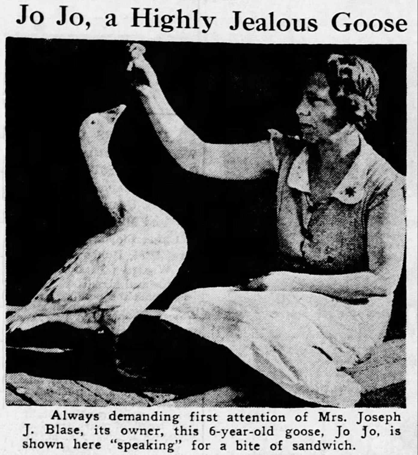 poster - Jo Jo, a Highly Jealous Goose Always demanding first attention of Mrs. Joseph J. Blase, its owner, this 6yearold goose, Jo Jo, is shown here "speaking" for a bite of sandwich.