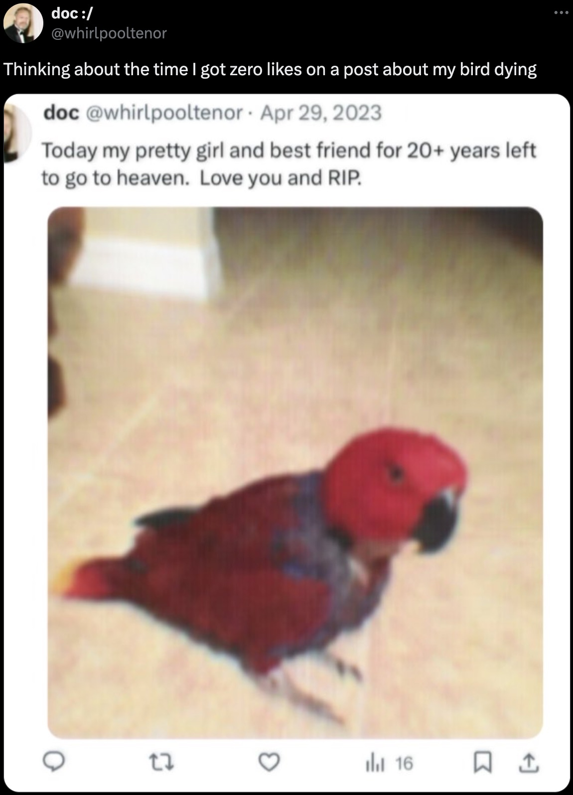 macaw - doc Thinking about the time I got zero on a post about my bird dying doc Today my pretty girl and best friend for 20 years left. to go to heaven. Love you and Rip. 22 16