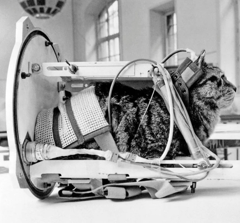 Felicette would become the first cat to go to space, on October 18th, 61 years ago. 