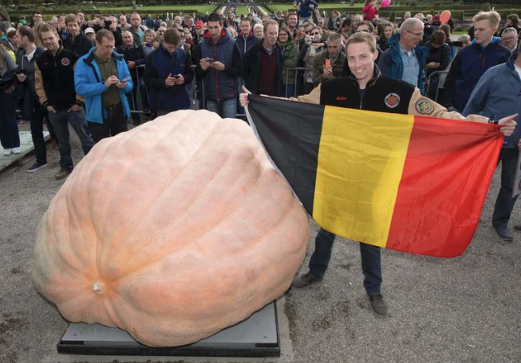 The Guinness World Record for the heaviest pumpkin of all time is 2,624.6 lbs, held by grower Mathias Willemijns of Belgium.