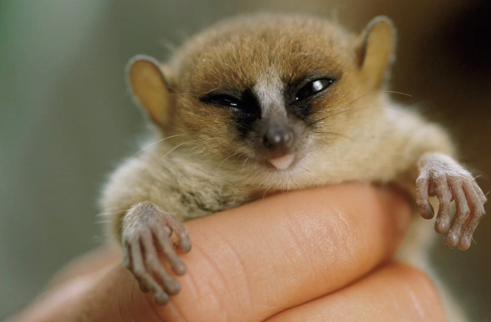 madame berthe's mouse lemur