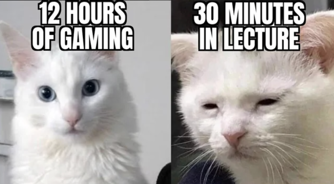 turkish angora - 12 Hours Of Gaming 30 Minutes In Lecture