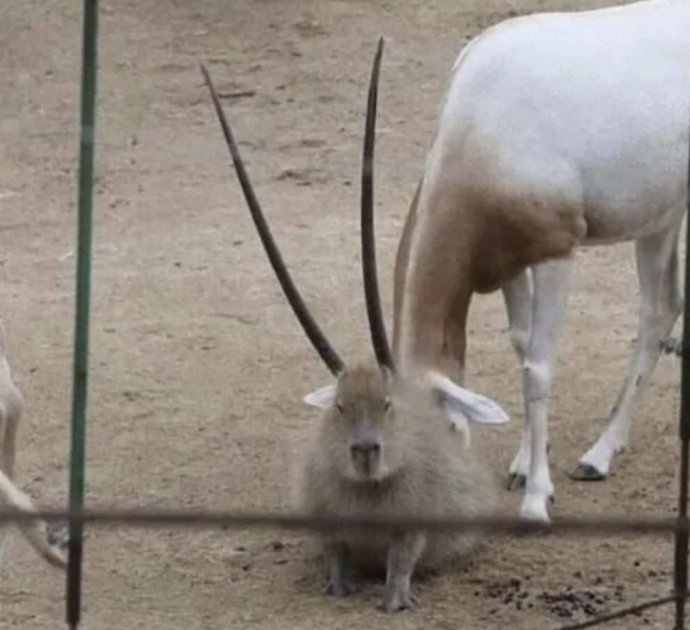 Capybara grew giant horns.