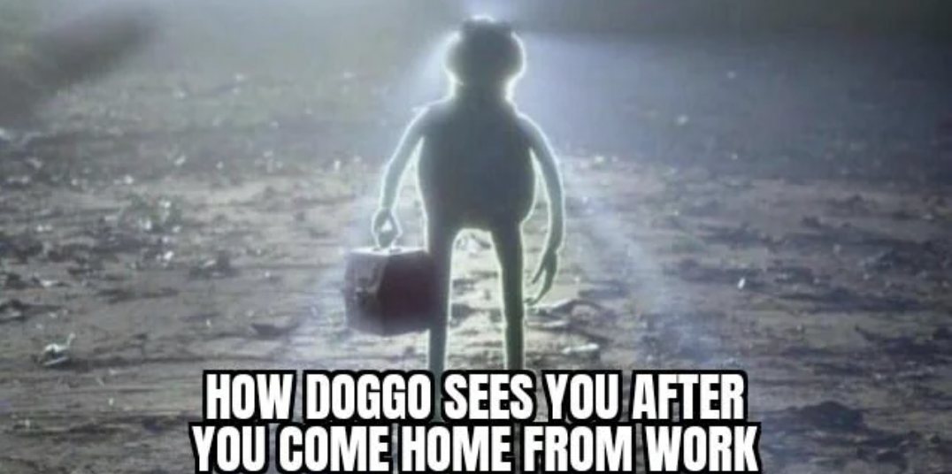 Kermit the Frog - How Doggo Sees You After You Come Home From Work