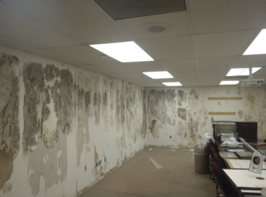 mold in office