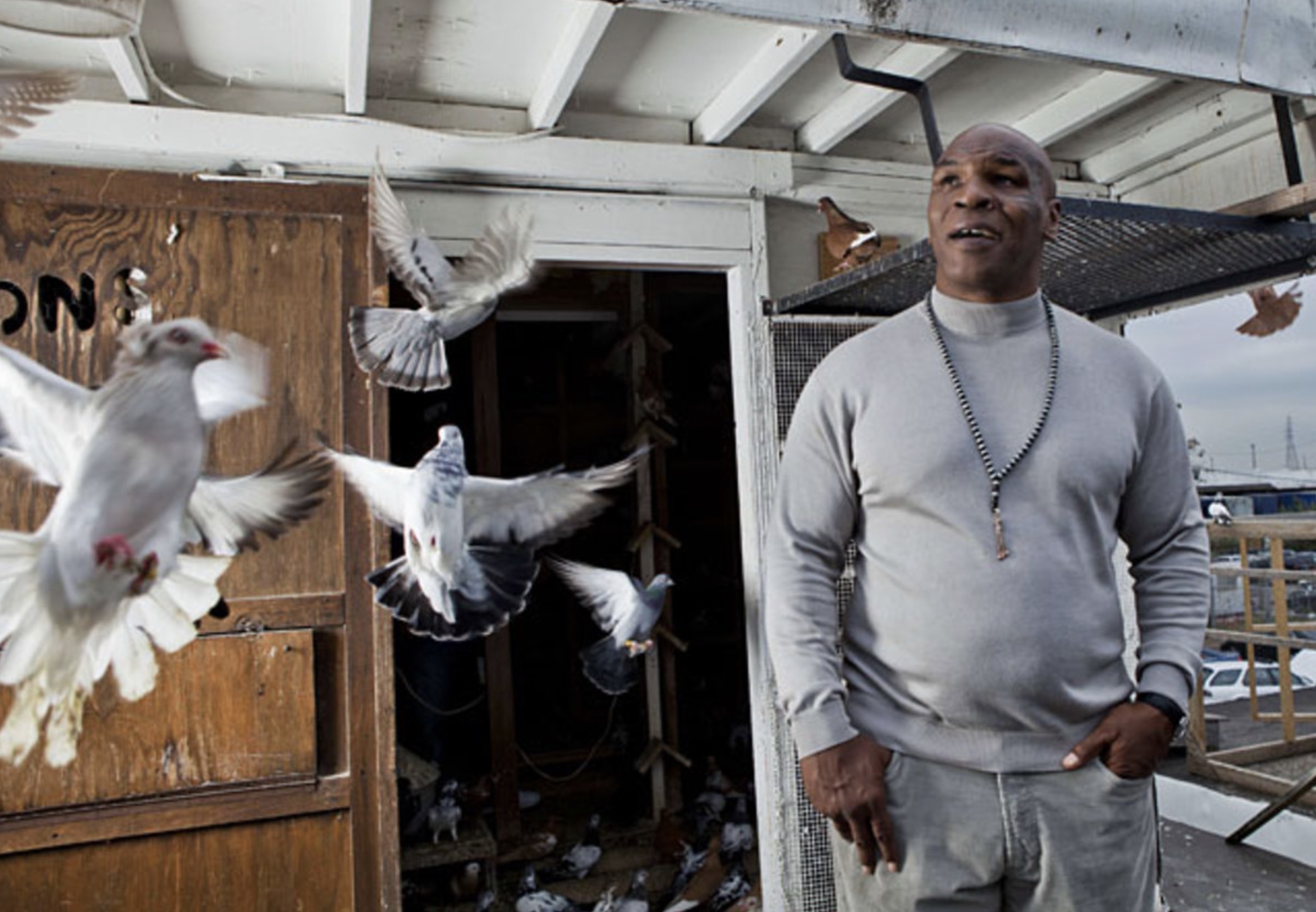 mike tyson pigeon coop - Nc