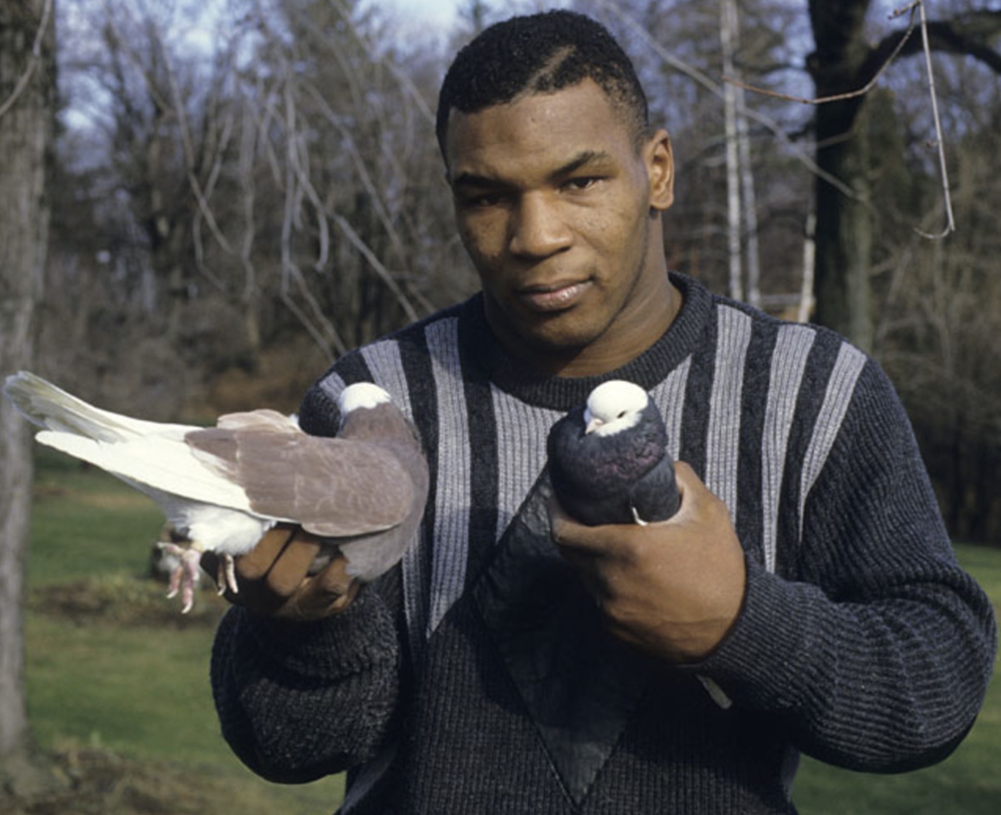 mike tyson pidgeon