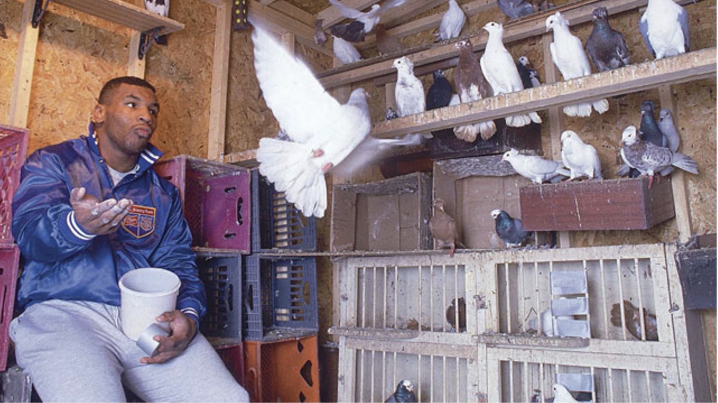 mike tyson's pigeons