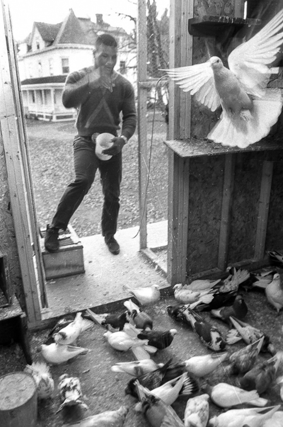 mike tyson and his pigeons