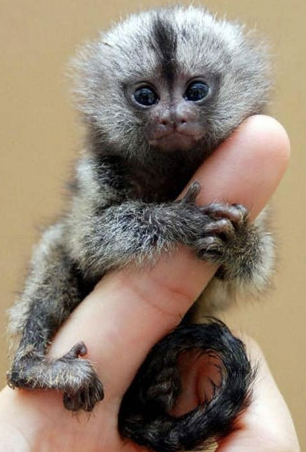 finger monkey