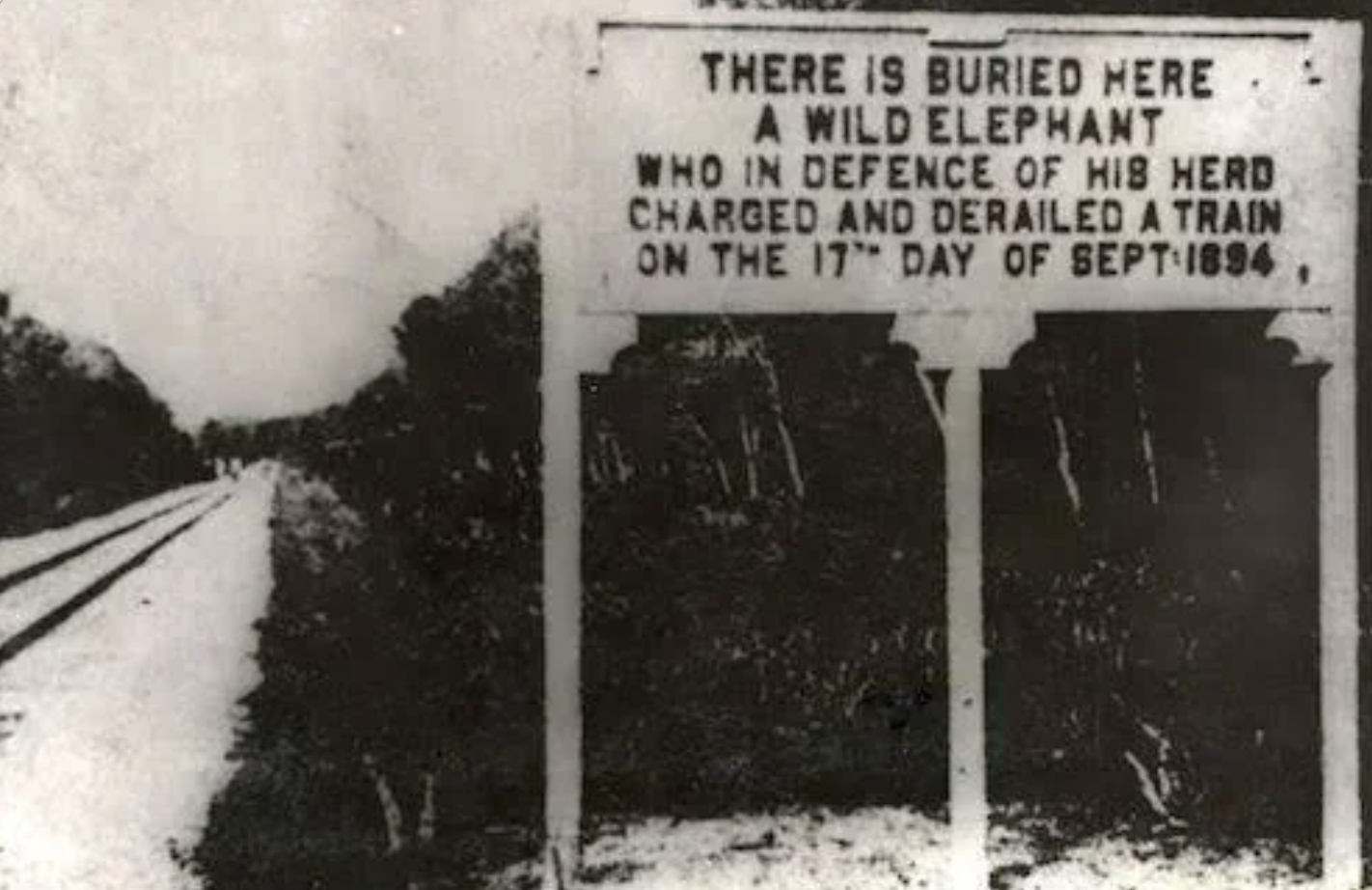 elephant derails train - There Is Buried Here A Wild Elephant Who In Defence Of His Herd Charged And Derailed A Train On The 17 Day Of Sept 1894,