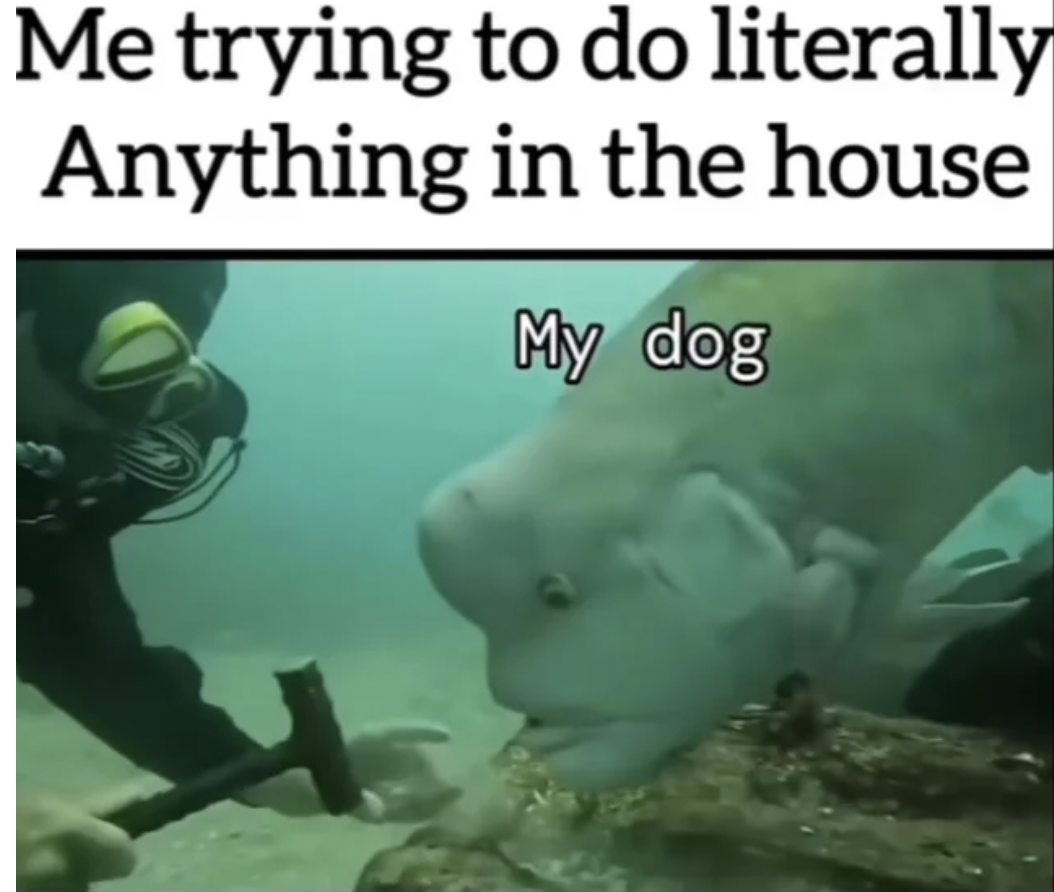 underwater - Me trying to do literally Anything in the house My dog