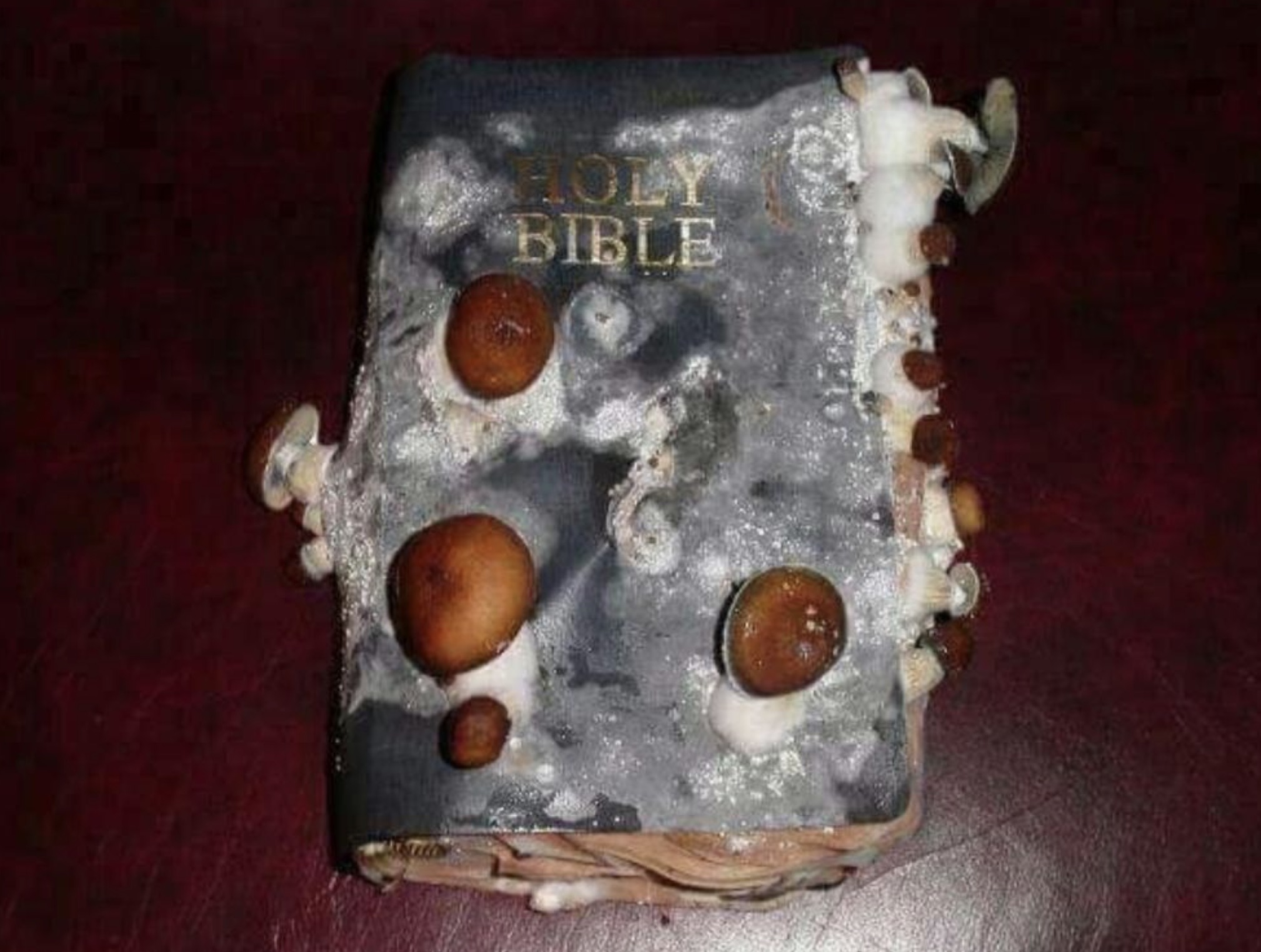 Bible - Holy Bible