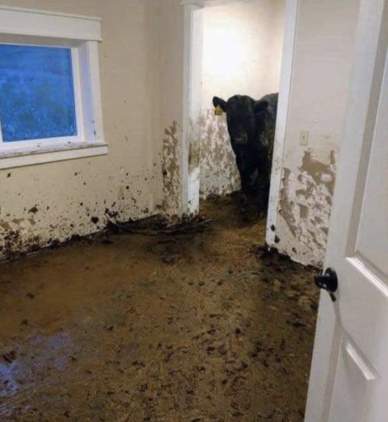 cows break into house