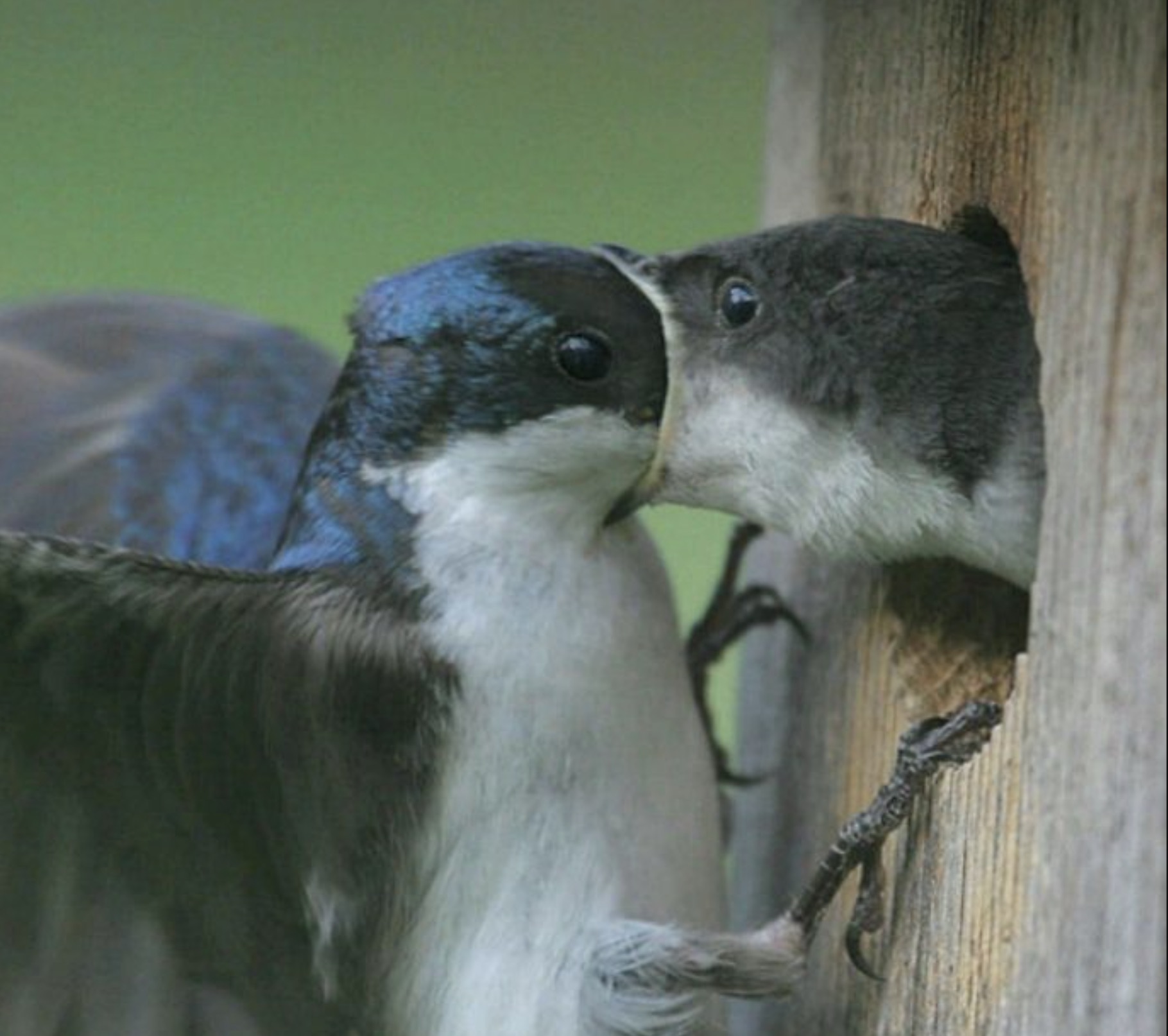 cursed images birds