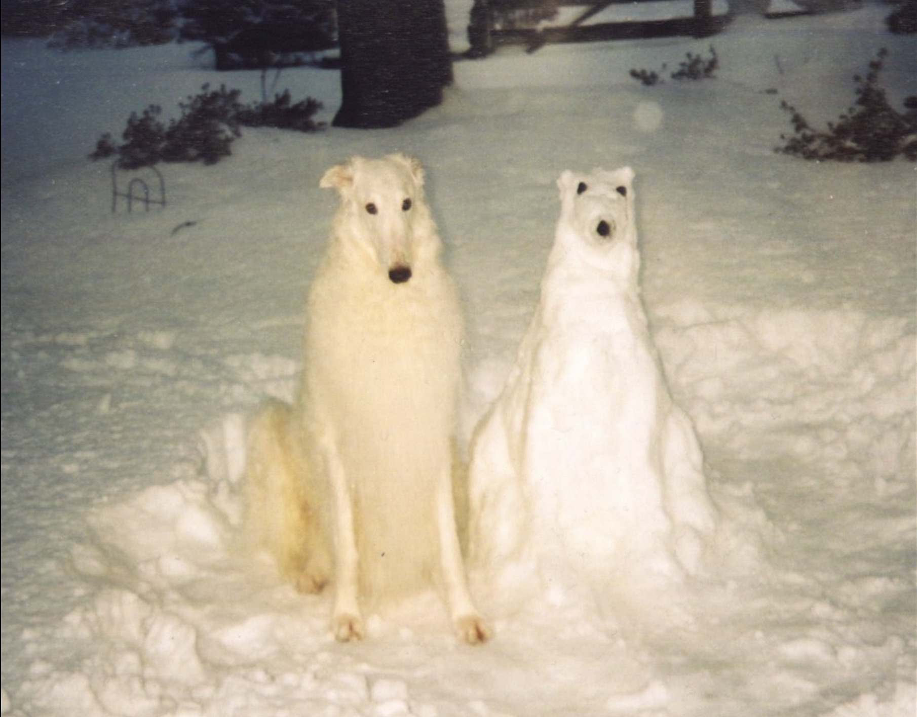 mychtar and his snow dog