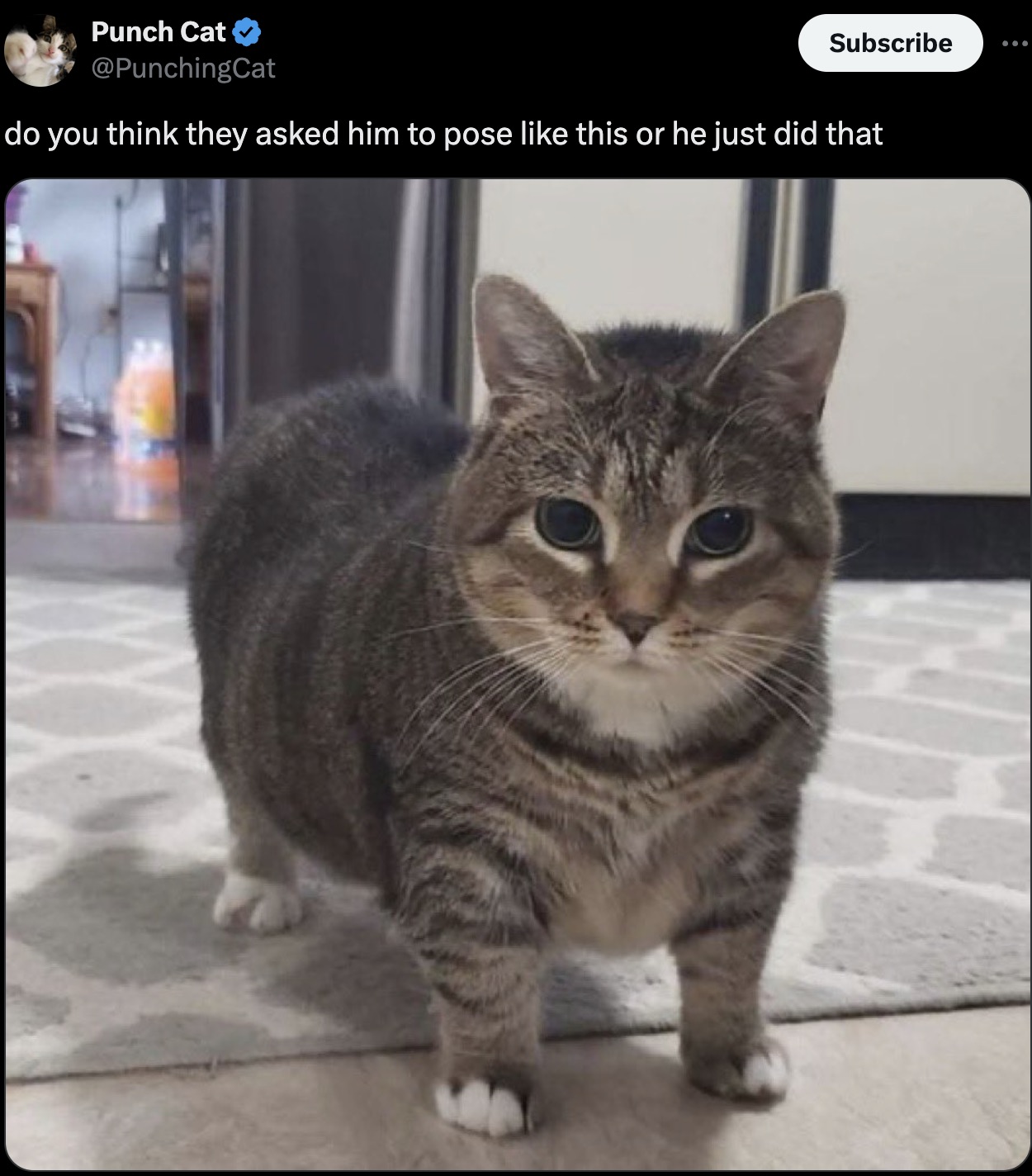 american shorthair cat meme - Punch Cat Subscribe do you think they asked him to pose this or he just did that