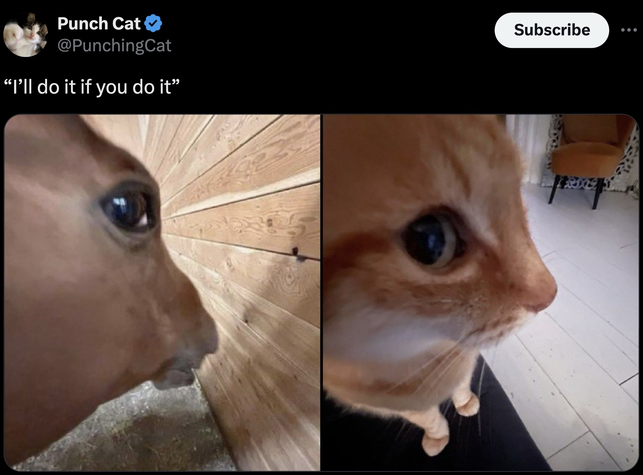 horse 0.5 side eye - Punch Cat "I'll do it if you do it Subscribe