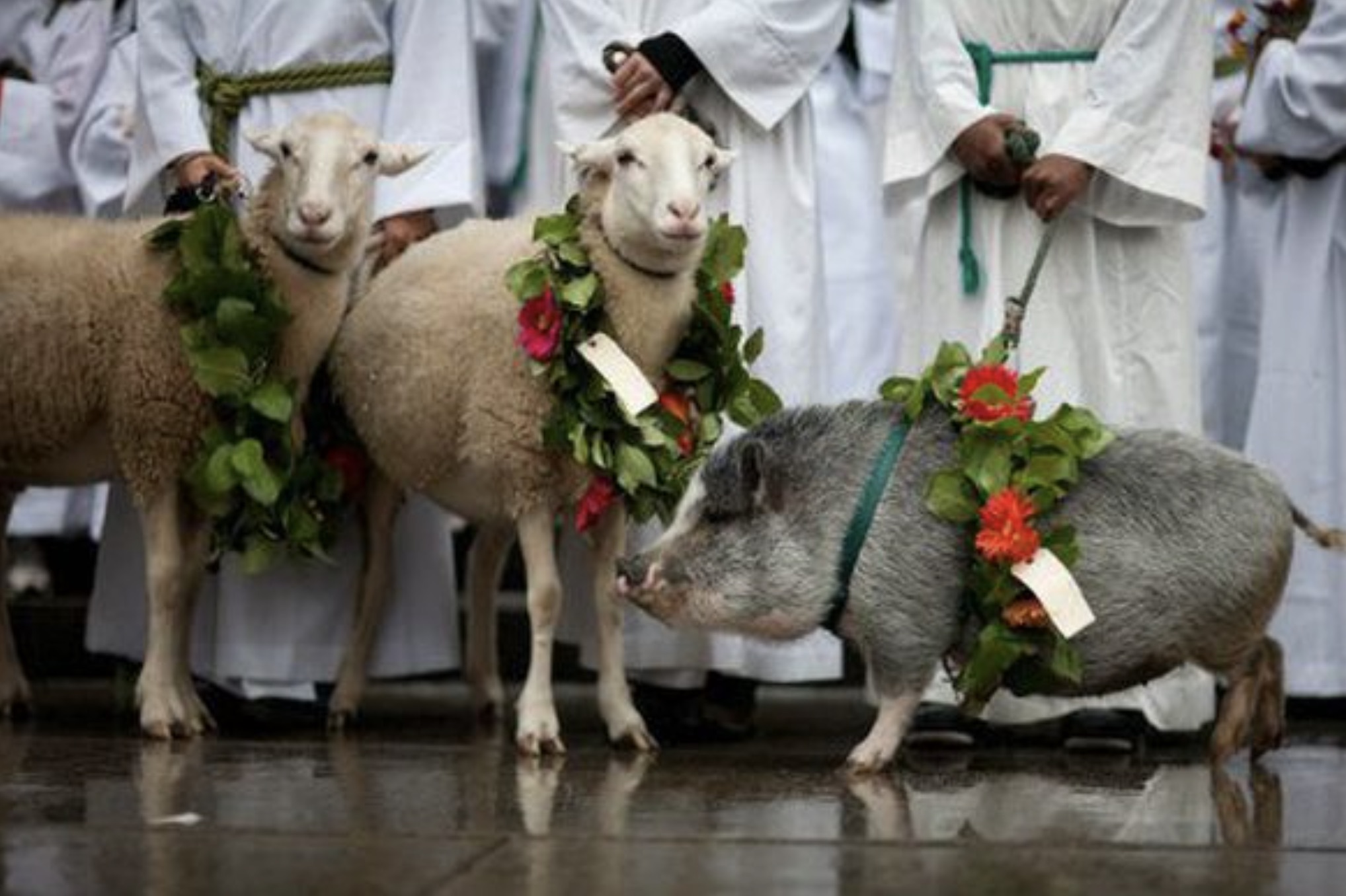 blessing of the animals st john the divine