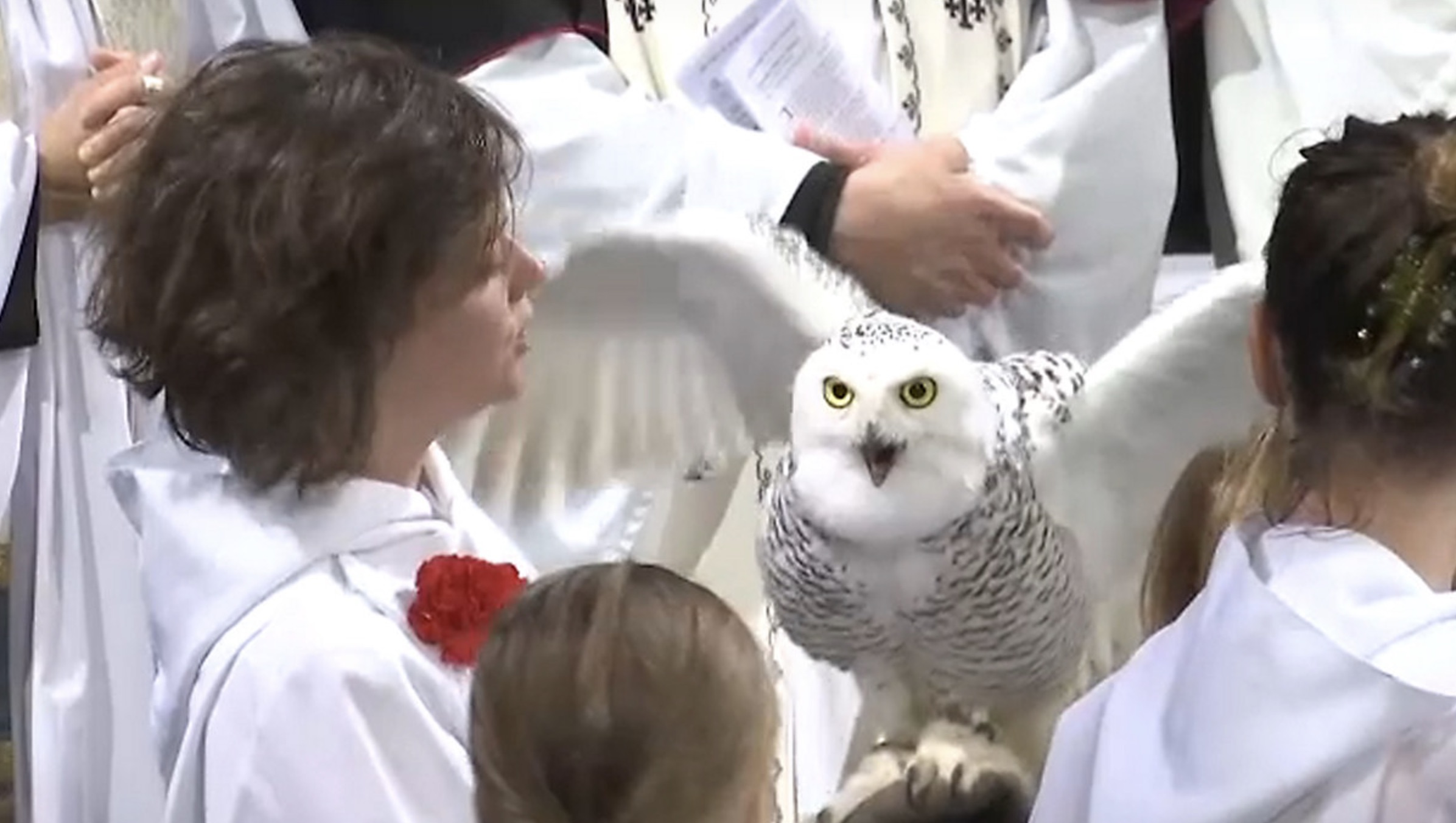 snowy owl