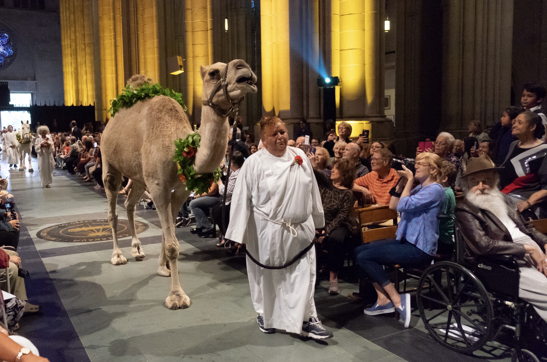 arabian camel