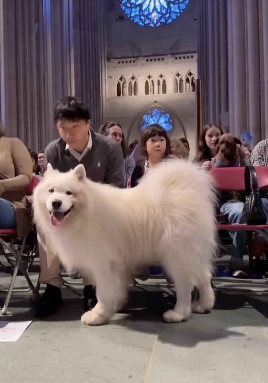 american eskimo dog