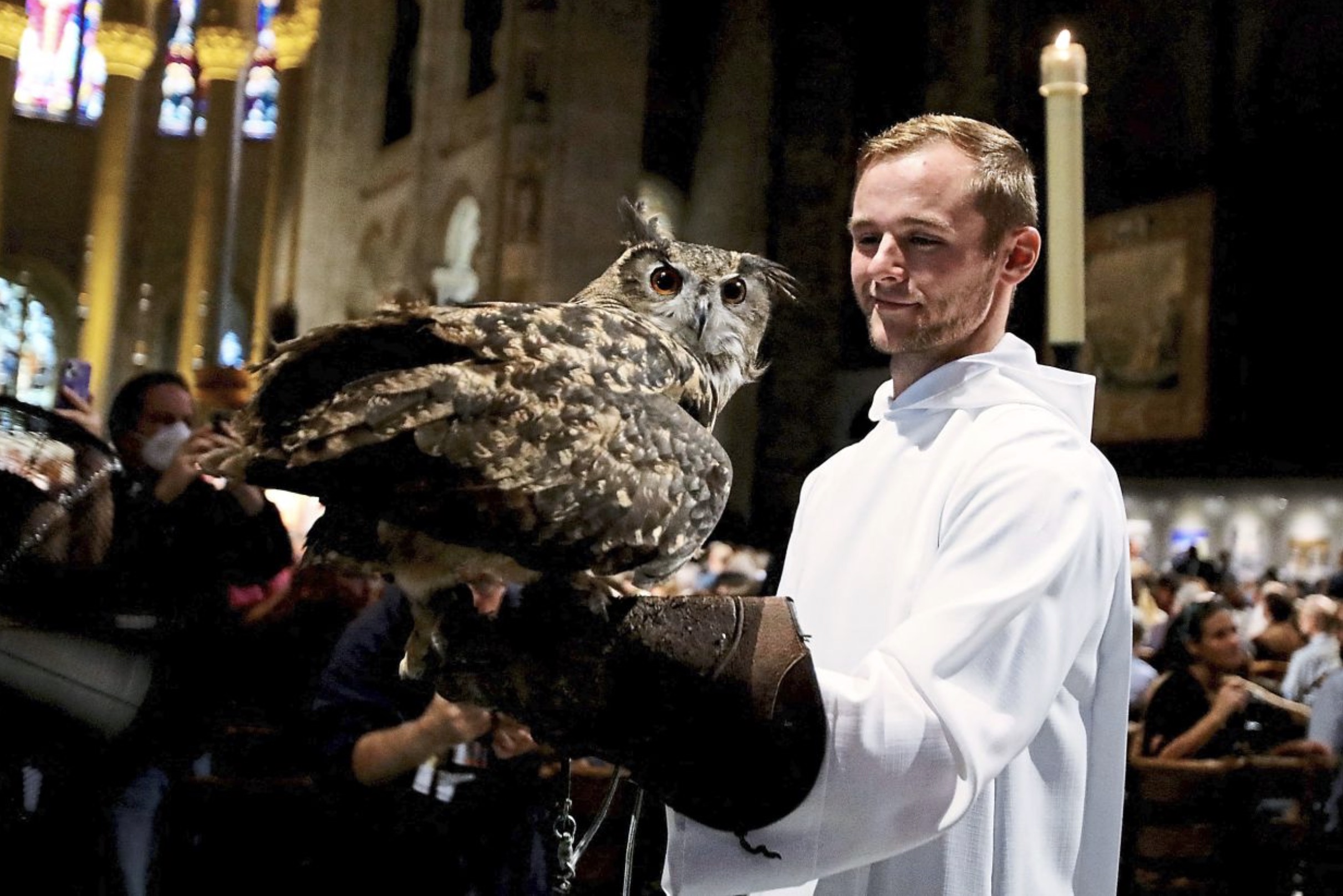 great horned owl