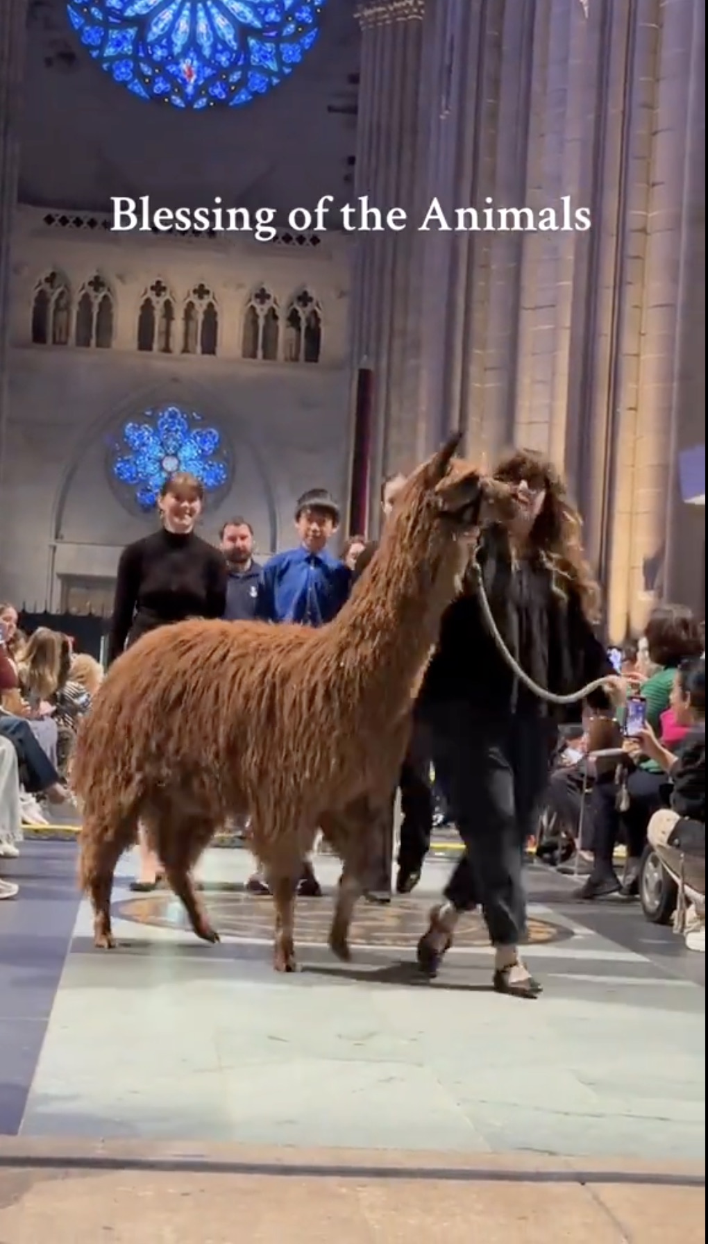 llama - Blessing of the Animals