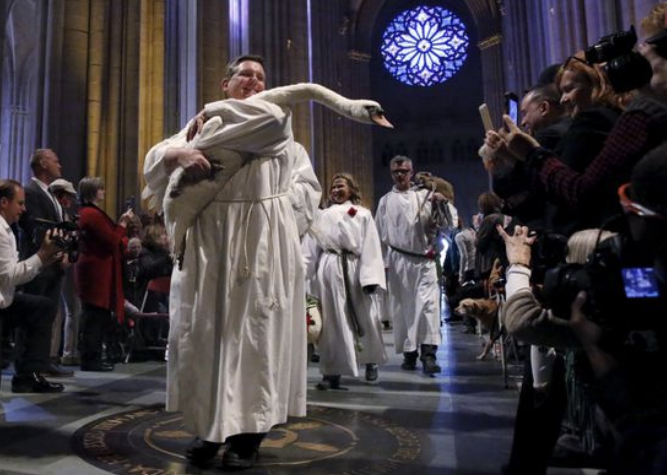 st john the divine animal blessing