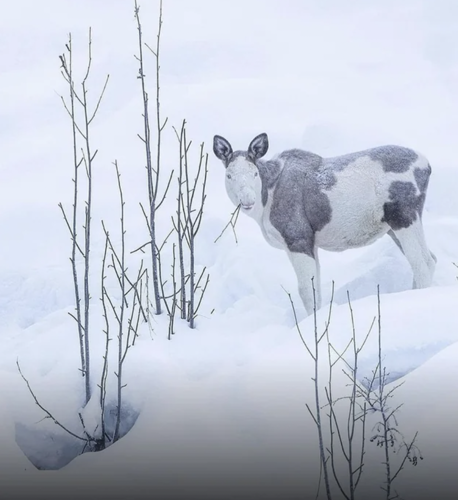 rare moose in norway