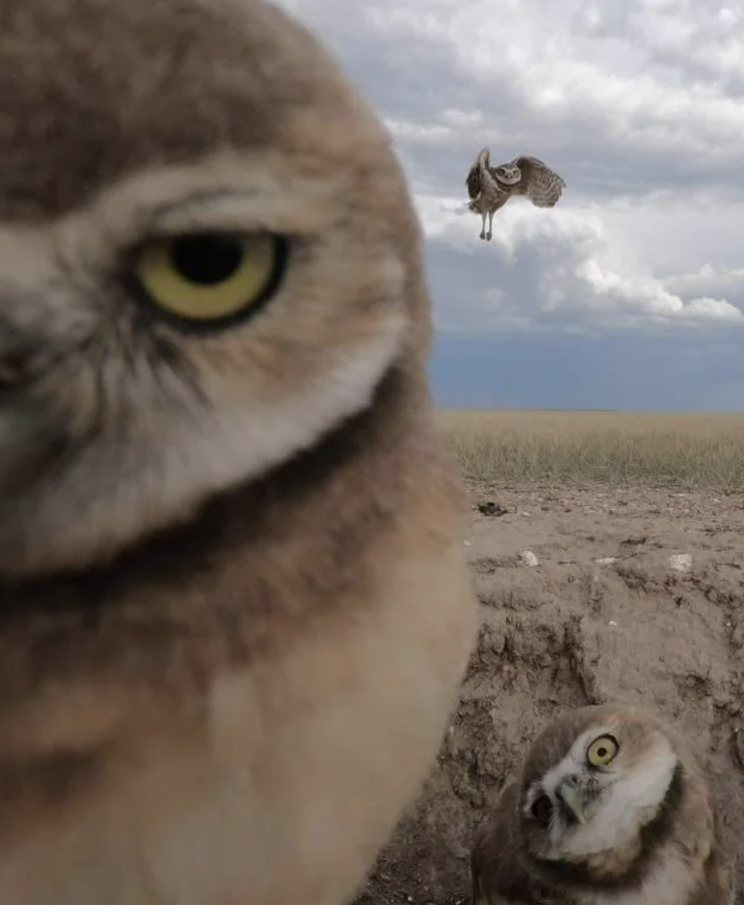 burrowing owl