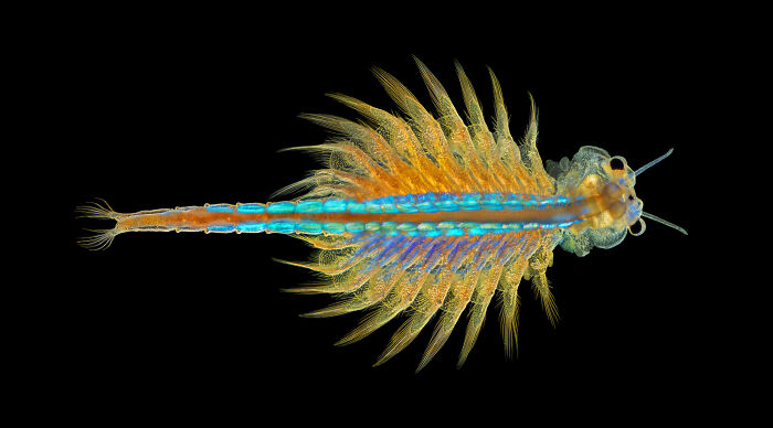 A Brine Shrimp - Christopher Algar, Hounslow, Middlesex, United Kingdom