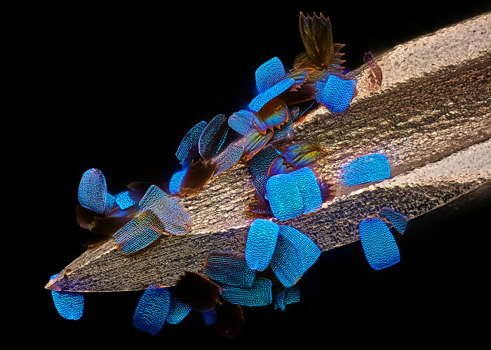 The scales on the Wing of a butterfly on a medical syringe - Oberzent-Airlenbach, Hessen, Germany